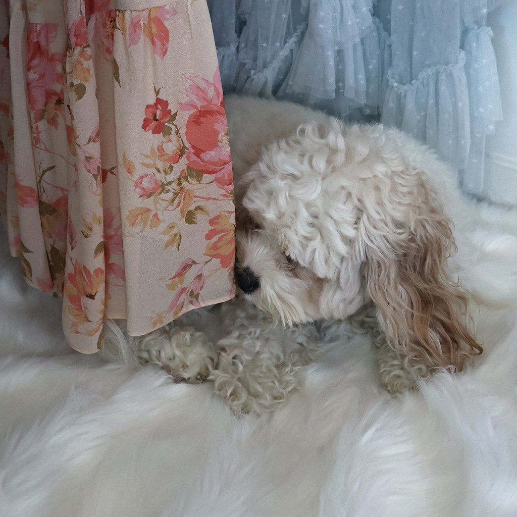 Apricot snuggling with gowns in my closet | Photo by Mir Martz