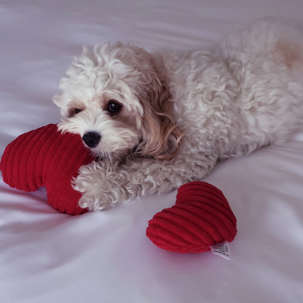 Apricot playing with big and petite heart dog toys in corduroy plush | Photo by Mir Martz