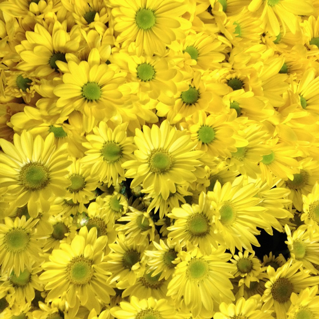 Ono-Kashouen chrysanthemums | Apricot's Home Yellow chrysanthemums at the Ono-Kashouen farm in Japan | Photo by Mir Martz
