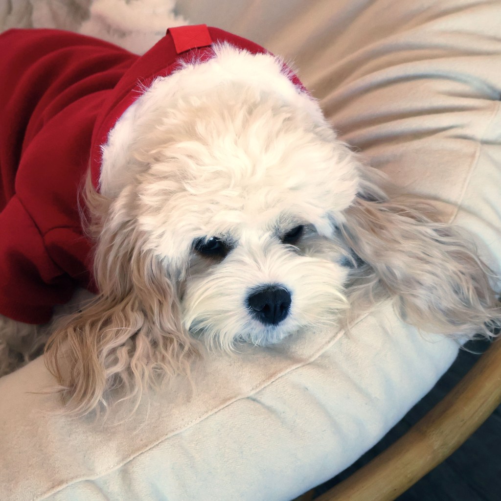 Apricot wearing a Snow Days Dog Hoodie in Red | Photo by Mir Martz | Apricot's Home Apricot is ready for Santa in a Snow Days Dog Hoodie in Red | Photo by Mir Martz